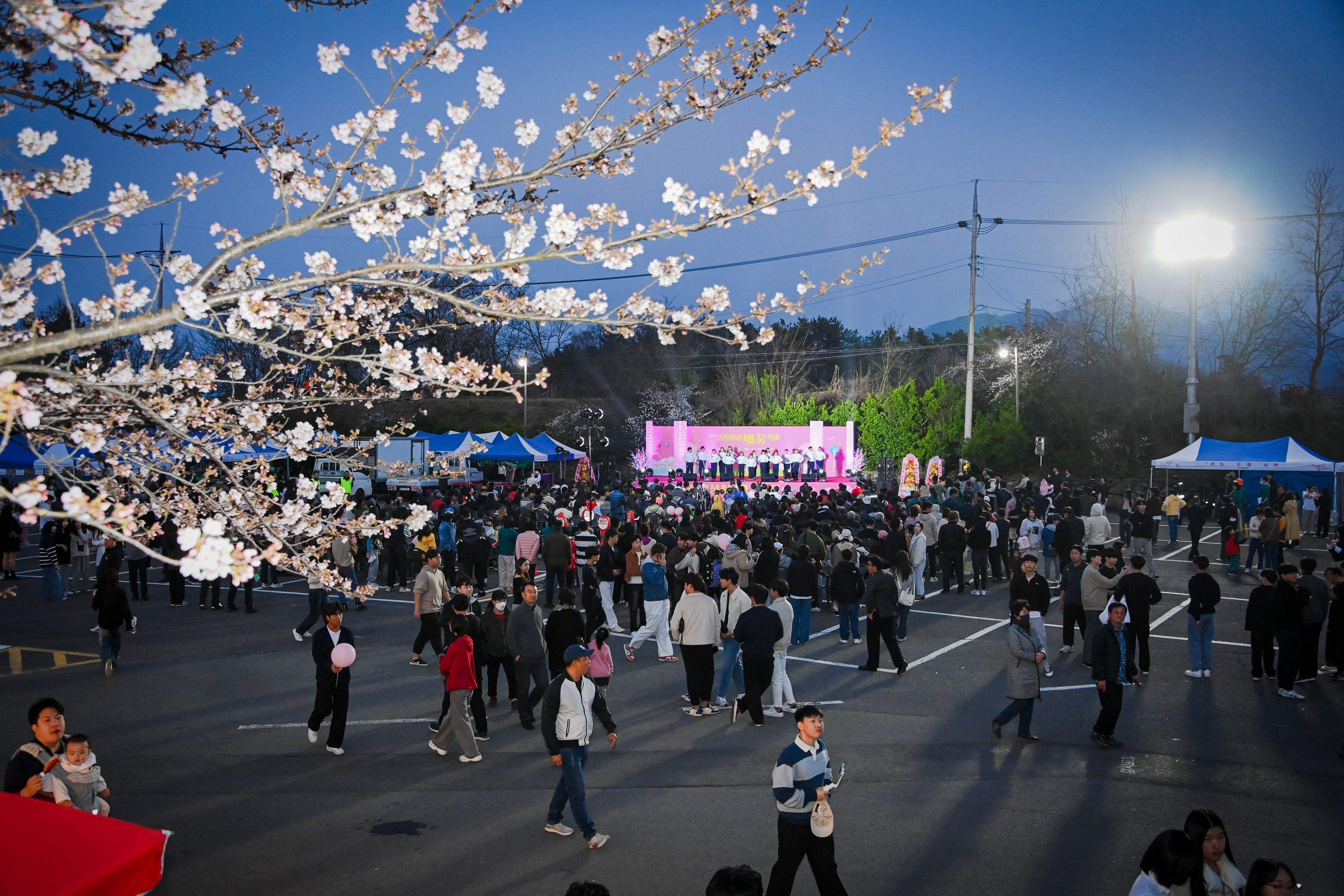 제5회 선진리성 벚꽃축제 개막식 - 2